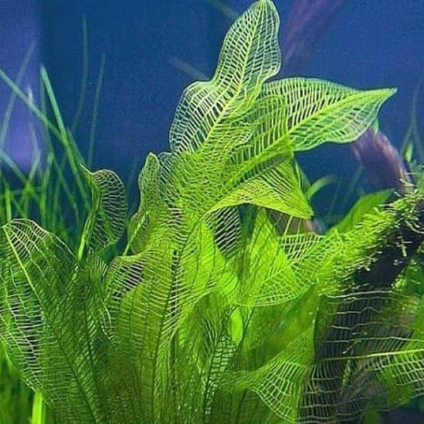 マダガスカル・レースプラント(Aponogeton madagascariensis)