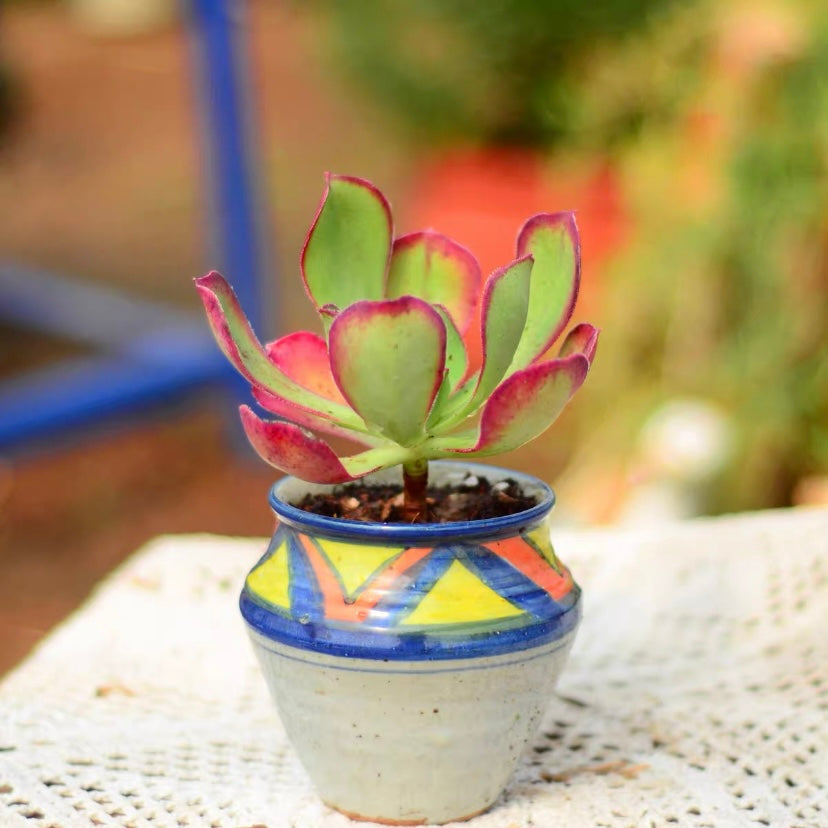 アエオニウム マルニエ(Aeonium)