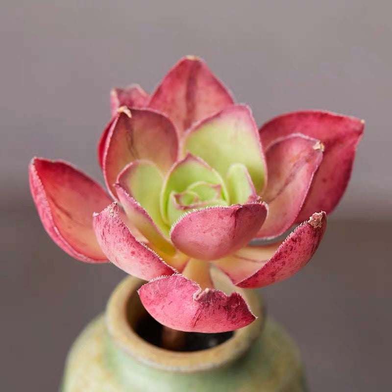 アエオニウム マルニエ(Aeonium)