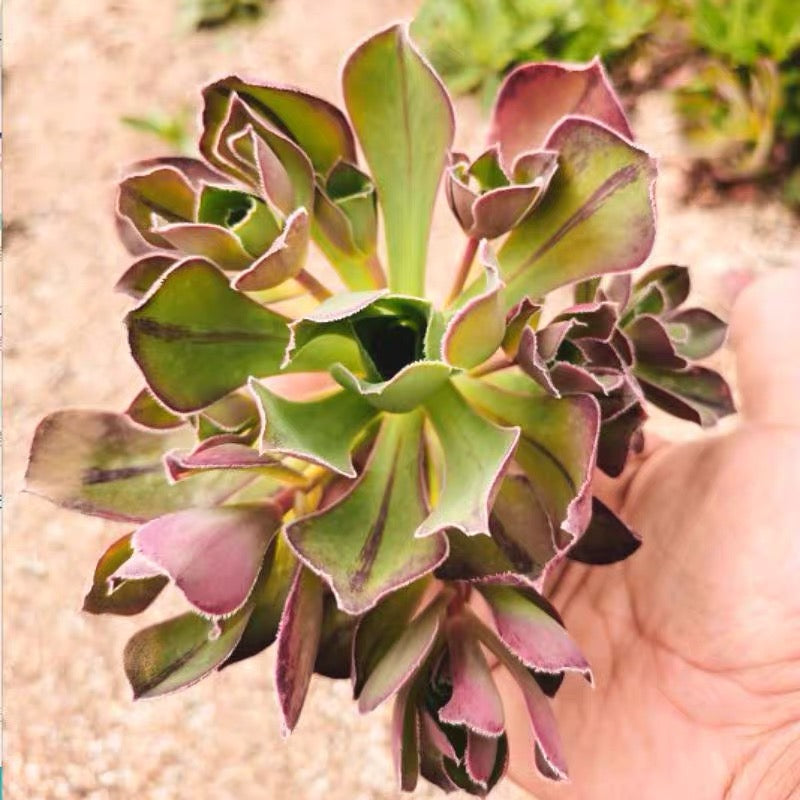 アエオニウム マルニエ(Aeonium)