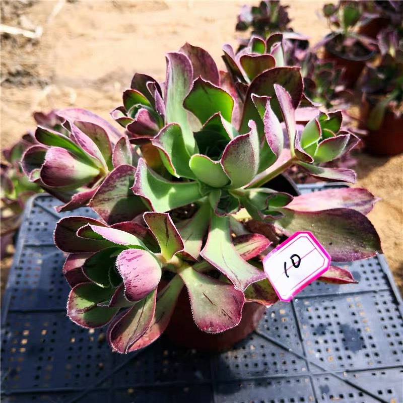 アエオニウム マルニエ(Aeonium)