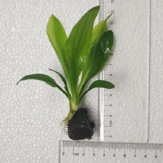 エキノドルス オシリス Echinodorus osiris