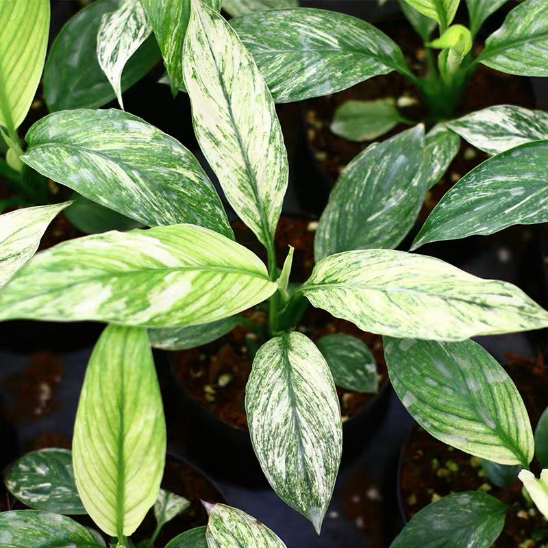 ピースリリー/スパティフィラム ( Spathiphyllum Sensation Variegated )