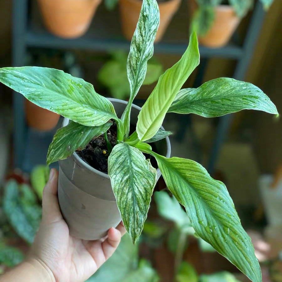 ピースリリー/スパティフィラム ( Spathiphyllum Sensation Variegated )