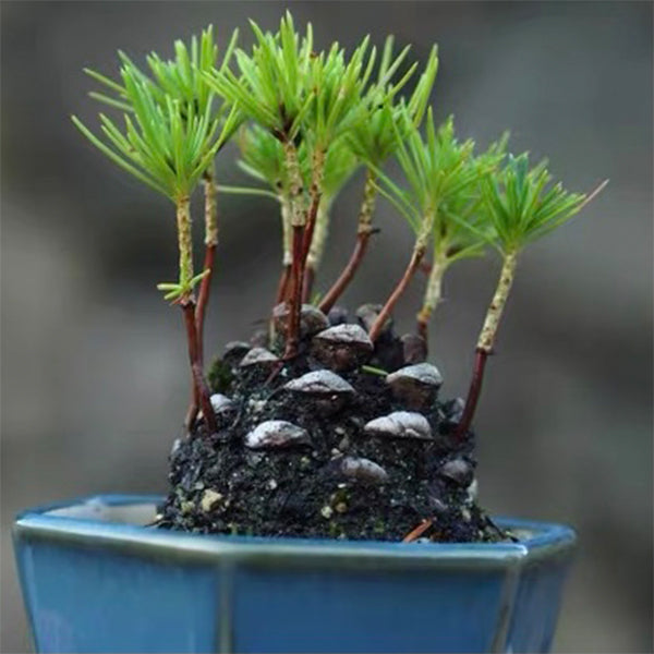 黒松の寄せ植え(松ぼっくり付き）　盆栽
