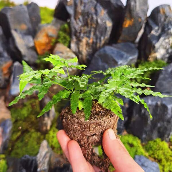 イノモトソウ（ Pteris multifida ）