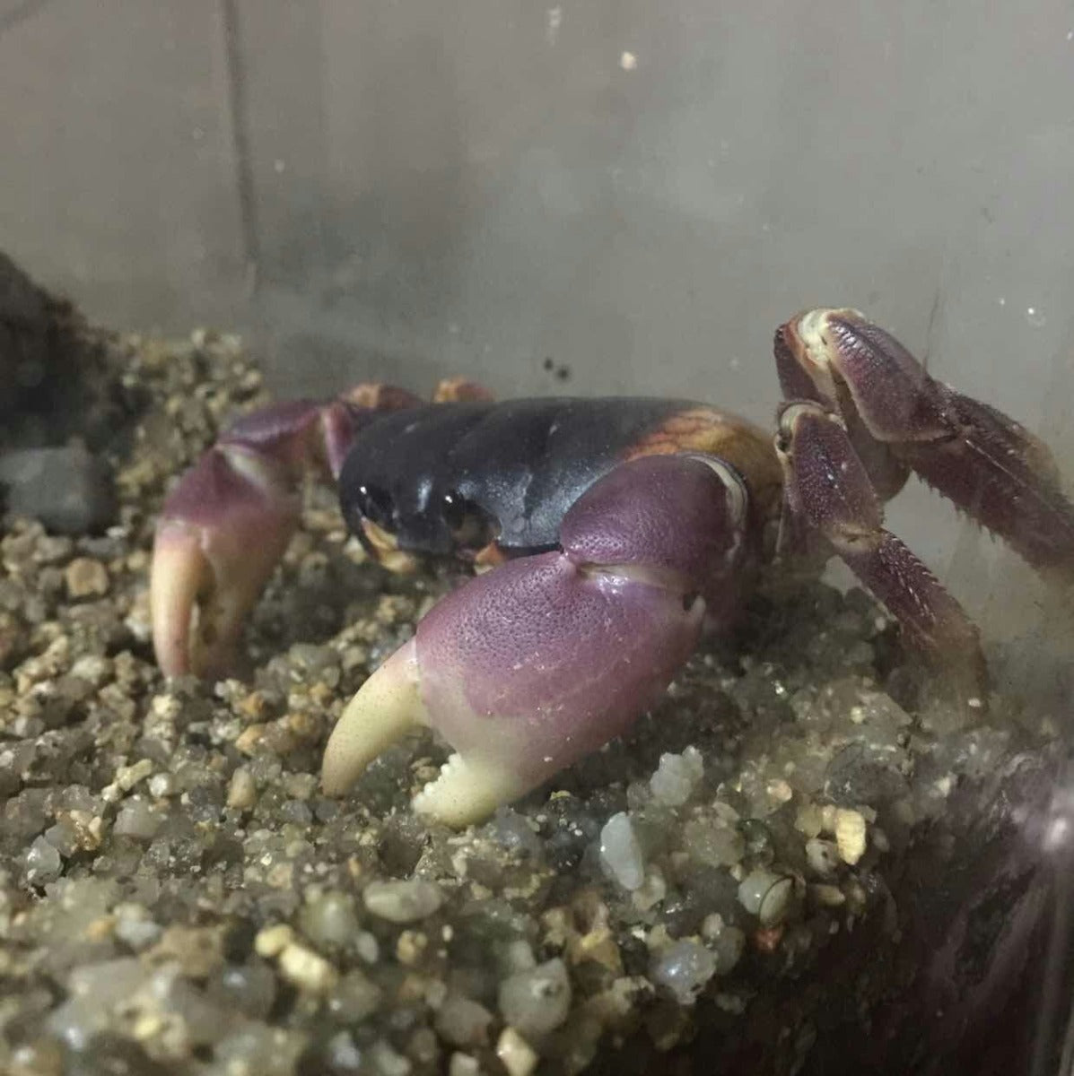 紫陸生クラブ