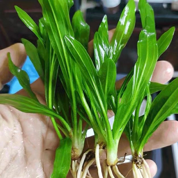 チェーンアマゾン（Echinodorus quadricostatus）