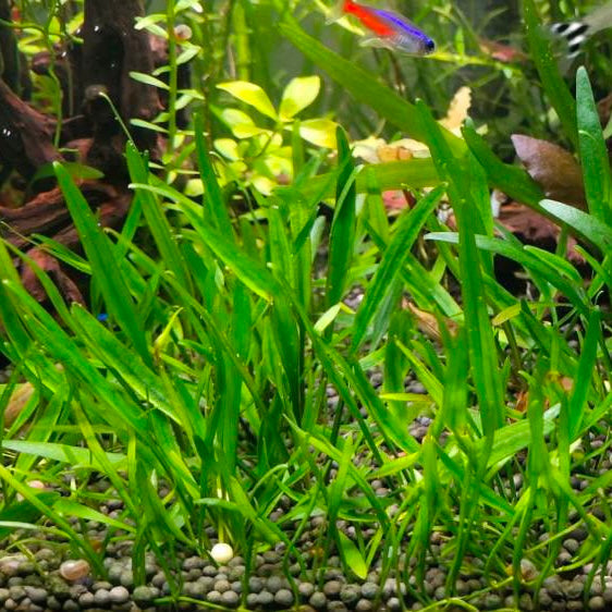 チェーンアマゾン（Echinodorus quadricostatus）