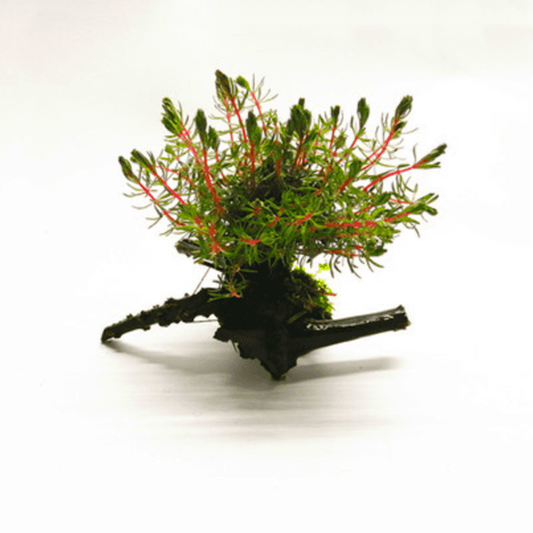 たちも (立藻) 流木付き（Myriophyllum papillosum）