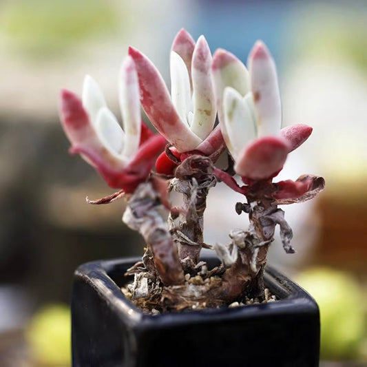 ダドレア 御剣  (Dudleya caespitosa)