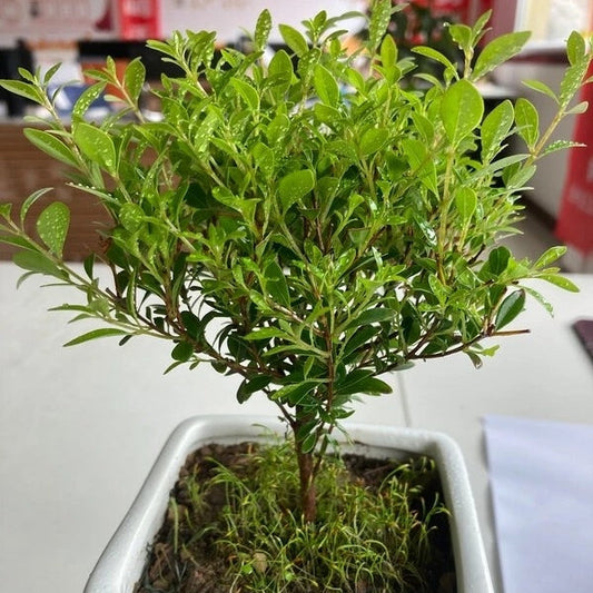 ロニセラ盆栽
