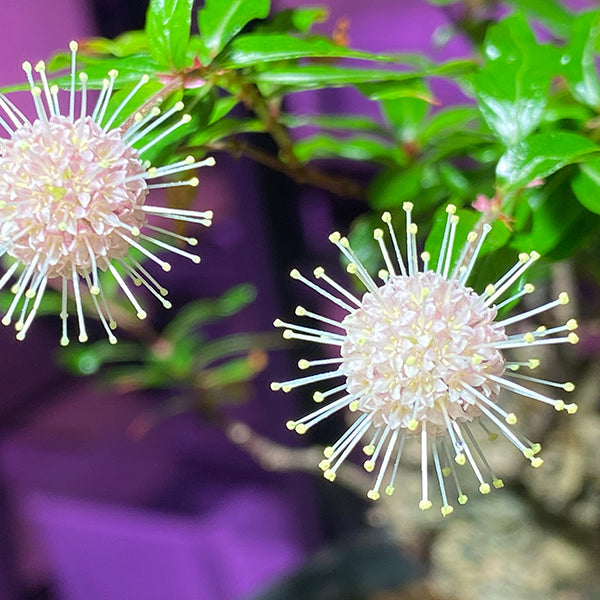 シマタニワタリノキ Thinlear Adina Fruit Bonsai（Adina rubella Hance）