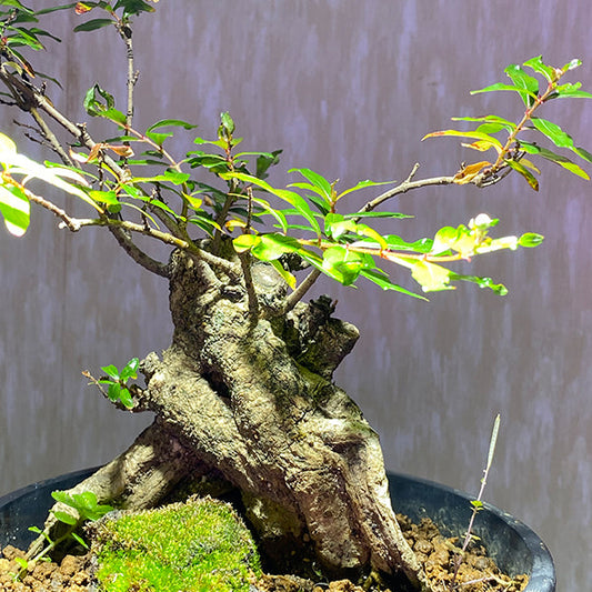 シマタニワタリノキ Thinlear Adina Fruit Bonsai（Adina rubella Hance）
