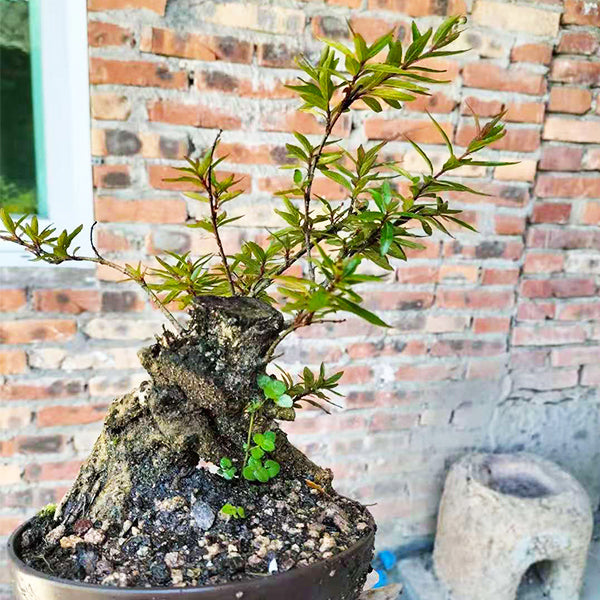 シマタニワタリノキ Thinlear Adina Fruit Bonsai（Adina rubella Hance）