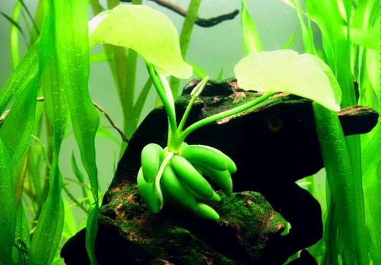 バナナプラント (Nymphoides aquatica)