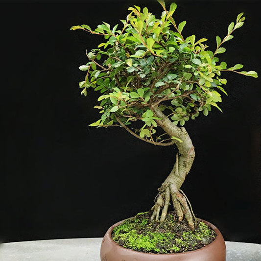ニレケヤキ　ミニ盆栽 Ulmus Pumila Bonsai ( Ulmus pumila L. )