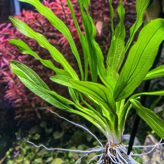 エキノドルス・ウルグアイエンシス（Echinodorus uruguayensis）