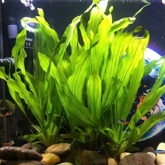 エキノドルス・ウルグアイエンシス（Echinodorus uruguayensis）