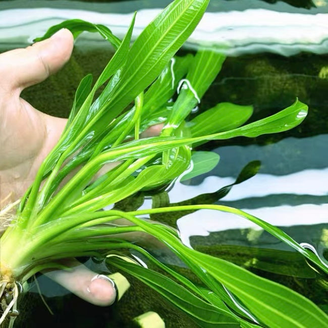 エキノドルス・ウルグアイエンシス（Echinodorus uruguayensis）