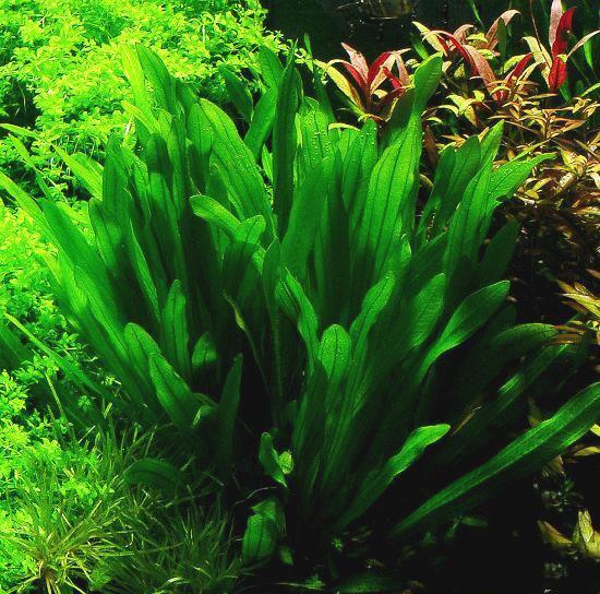 エキノドルス・ウルグアイエンシス（Echinodorus uruguayensis）