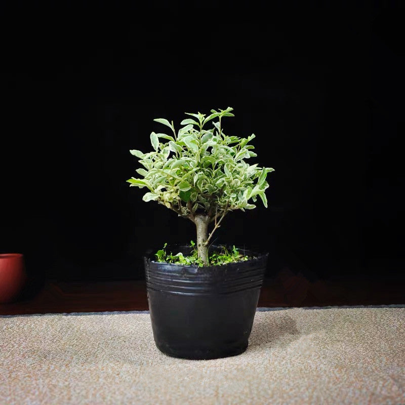 コミノネズミモチ　盆栽 (Ligustrum sinense 'Variegata')