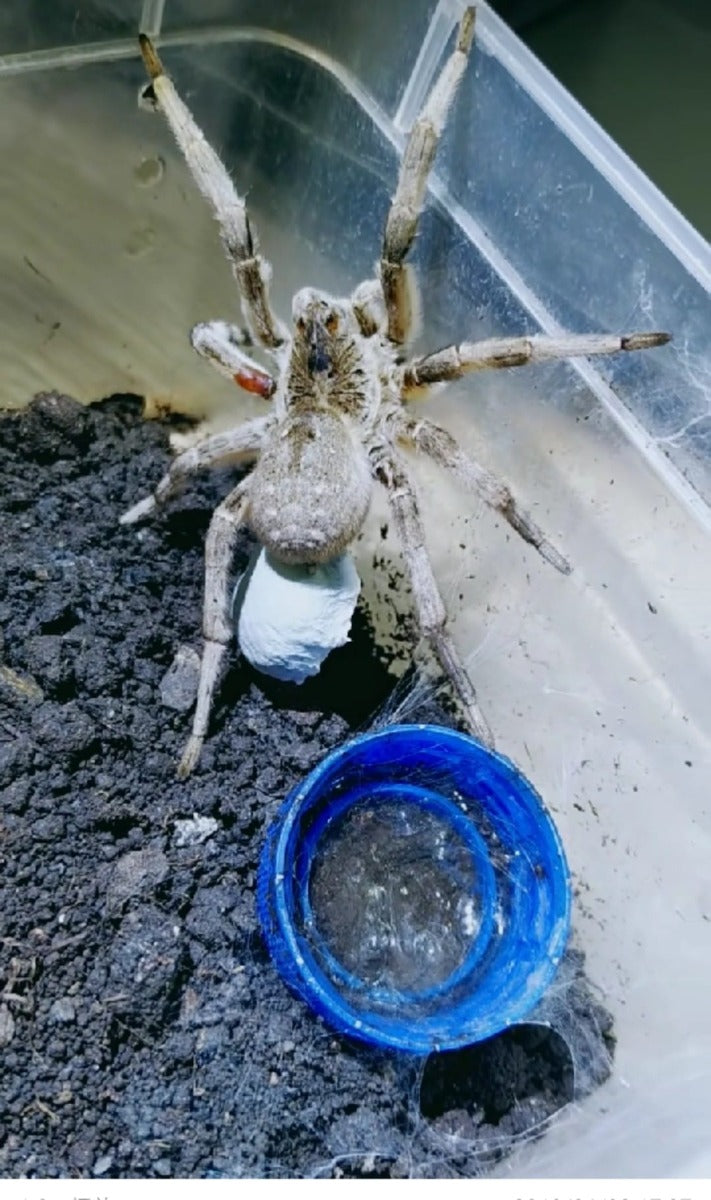 コモリグモ