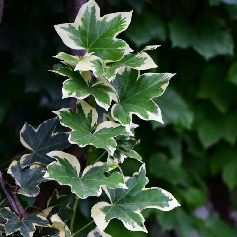 ファツヘデラ（ x Fatshedera lizei ' Angyo Star '）